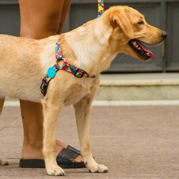 Peitoral One para Cães Dog27 Tamanho Médio - Image 2